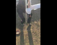 Guy try to carry goose at farm