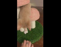 Girl shows kitten how to use mushroom scratching post 