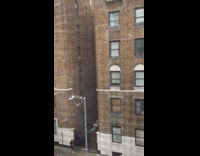 Pigeons lands on the other side of building 