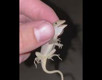 Guy has lizards bugs around the house