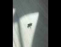 Fly spin around fast on the floor