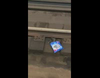 Rat digs inside oreo cookie bag part two