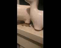 Small lizard asleep near the small vases on the porch