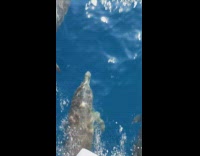 Group of dolphins swim under the boat and follows