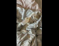 Kitten on bed drink milk from bottle