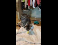 Brown grey cat brings yellow spring toy