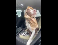 Dogs head poke through paper bag ate pastry