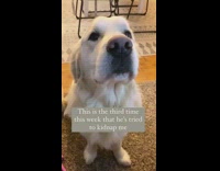 Dog asks women to stop asking for perfect man