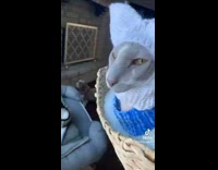 Cat wears head mitten during blizzard