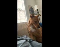 Collab BitchMP - Dog gets kiss asks for more