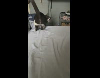 Collab BitchMP - Cat trying to catch owners hand on bed
