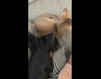 Dog nudges cat with nose grey couch