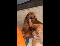 Brown dog lay down nibble lick feet