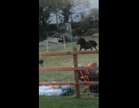 Miniature horses having zoomies