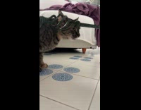 Cat under the table tries to talk 