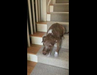 Dog on stairs sad cant stop shaking