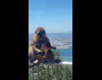 Monkey Eat Cheetos Snack on Safety Handrail