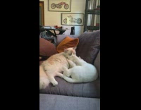 Two white cats grey couch orange pillow