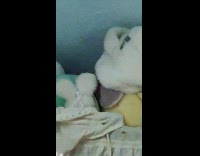 Yellow bird sits by stuffed animal collection 