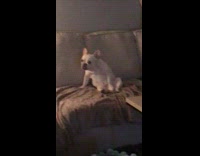 White dog french bulldog frenchie sitting up right on couch scratching pelvis