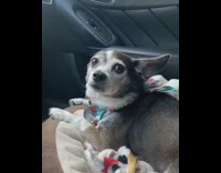 Small dog sings howls along whitney houston 