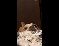 Collab BitchIG2 - Dog whining while wagging tail 