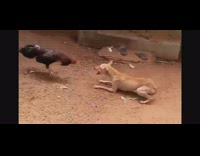 Dog barks and screams after big chicken tries to fight