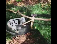 small spotted puppy runs to outside water bowl and plays in it 