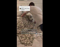 Collab dogIG_default - Man Tucks Pet Dog in Bed to Sleep