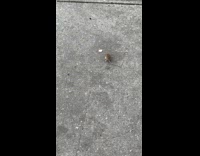 Baby rat roams around the street