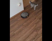 Grey cat sits on top of circle vacuum 