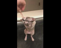 Playing with a hairless cat with a rubberband