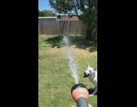 White dog biting at water stream from hose