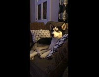 white and black husky laying down in sofa  yawning 