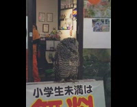 Brown snow owl stands on sign and looks around 