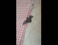 Bat crawl on the ground and fly away