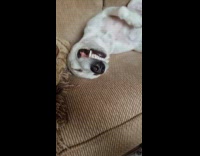 Pet dog asleep with a big smile on the couch