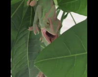 Green red chameleon looks at camera while hanging onto a leaf