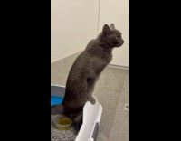 Cat learns to shoot pee on container 
