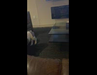 Three dogs in living room breathing loudly and playing