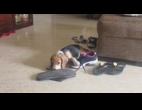 Pet dog barks and bites shoes and slippers