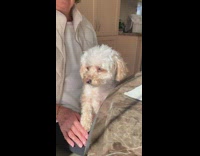 Collab PubityPets - Pet Dog on lady's lap Squeals Loudly as it Cries