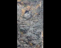 Men pushing rock from cliff explodes 