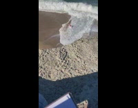 Woman trying to record waves knocked over by waves