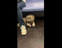 Collab Subway Creatures - Elderly Men Excitedly Talks About Dog in Shoes