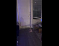 Woman thought roommates dog was missing