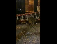 Man sees wild racoons in the alley 