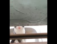 Collab Clips MPUGC - Cat peeks on window while she cooks 