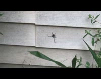 Spider shakes and bounces on its created web