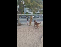 Human in a dog costume at the dog park